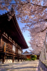 Sakura Temple